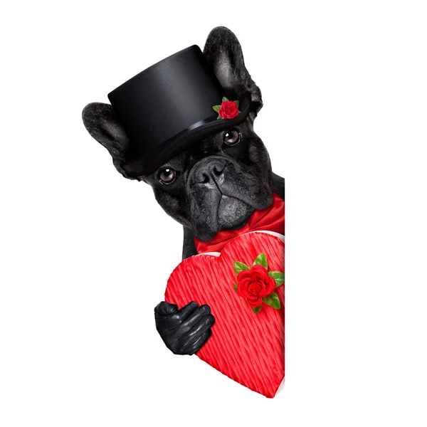 Valentines noivo cão — Fotografia de Stock