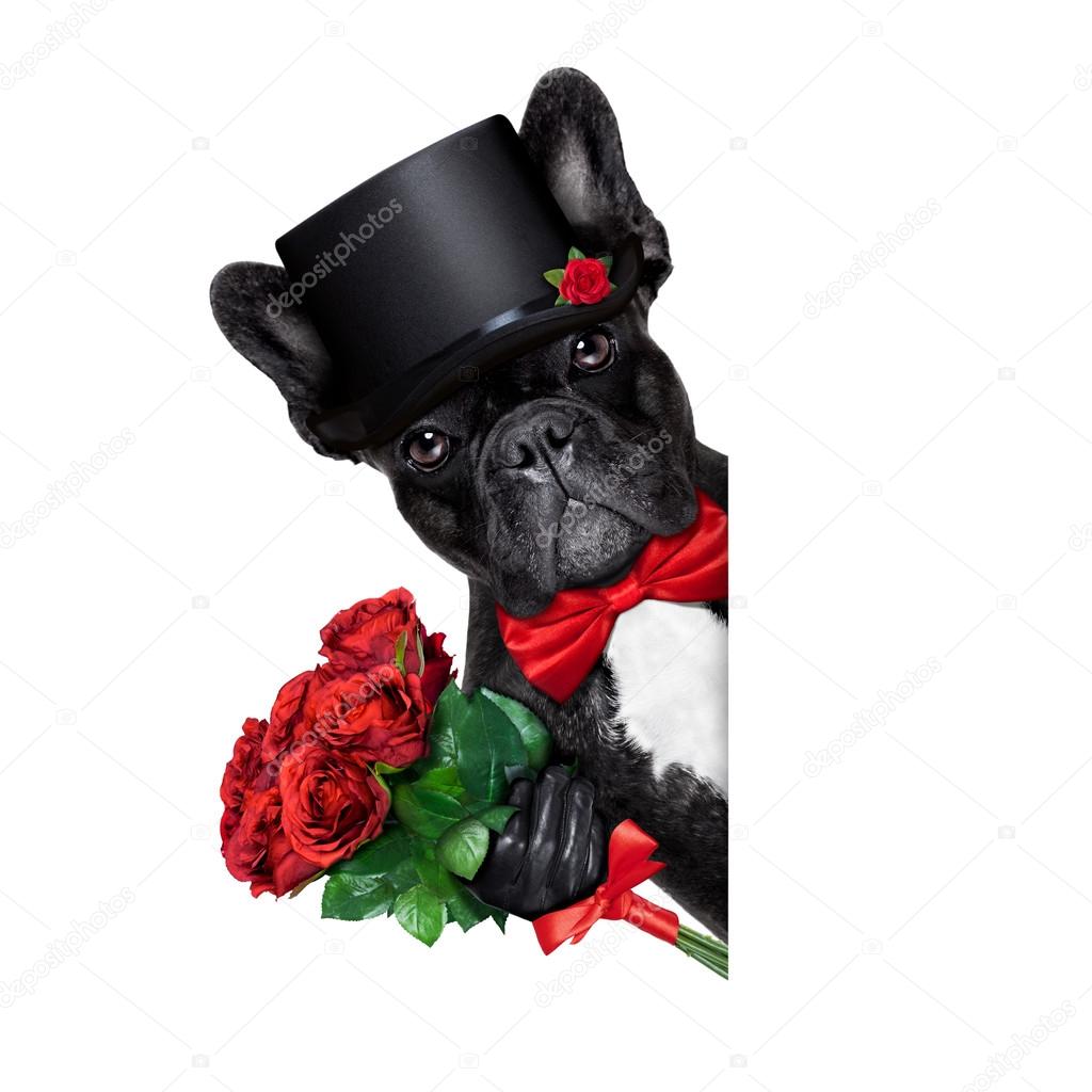 valentines groom dog