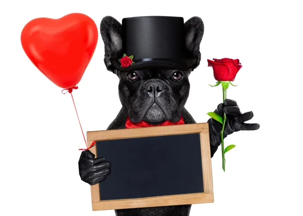 San Valentín novio perro — Foto de Stock