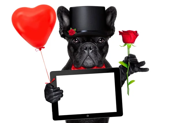 Valentines groom dog — Stock Photo, Image