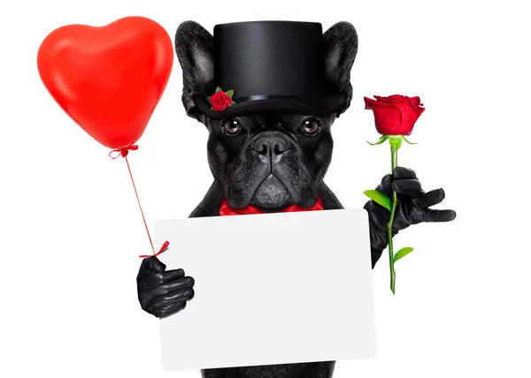 Valentines noivo cão — Fotografia de Stock