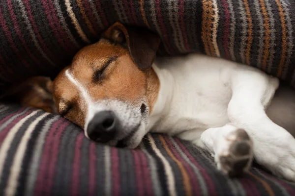 Cane che dorme — Foto Stock