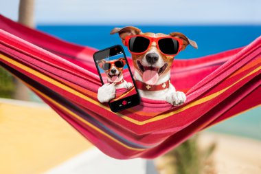 hamak selfie köpek