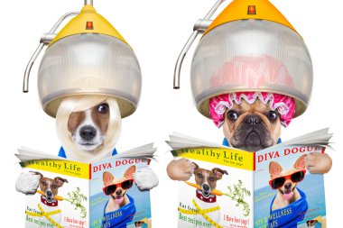  kuaföre köpekler birkaç