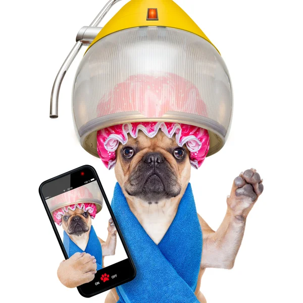 Chien chez les coiffeurs selfie — Photo