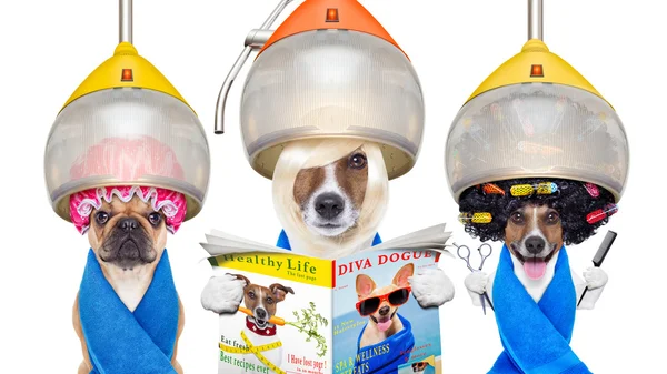 Vicces csoport-ból kutyák a fodrászok, vagy igényes — Stock Fotó