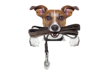 deri tasma ile köpek
