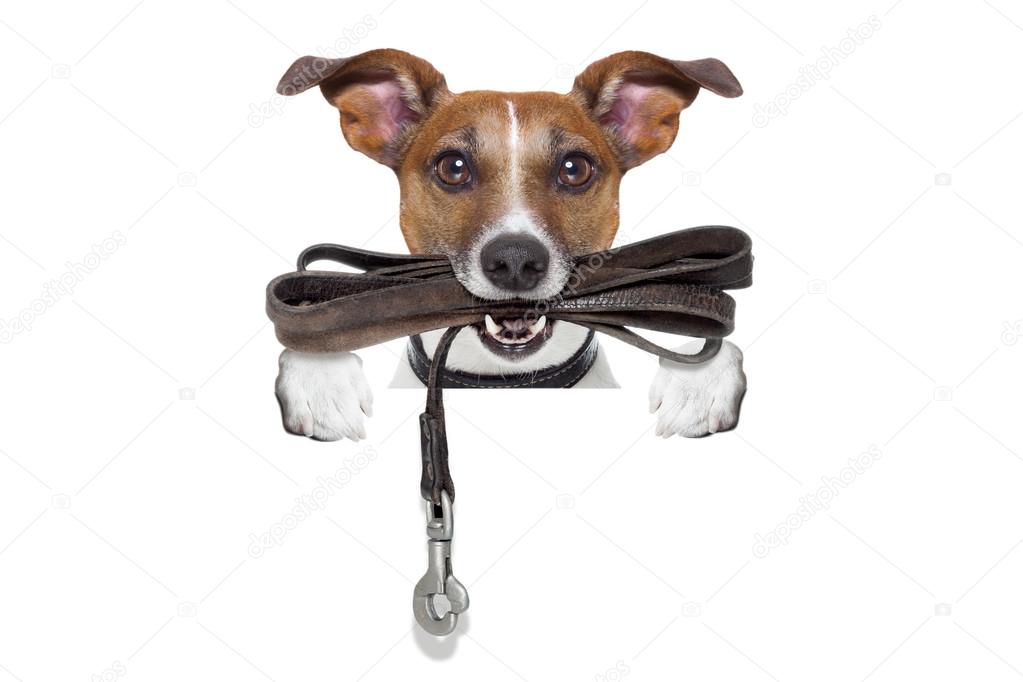 dog with leather leash