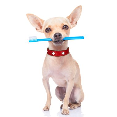 toothbrush dog clipart
