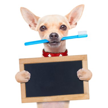 diş fırçası köpek