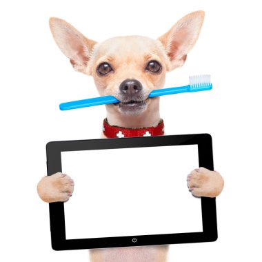 diş fırçası köpek