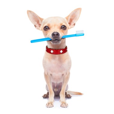 diş fırçası köpek