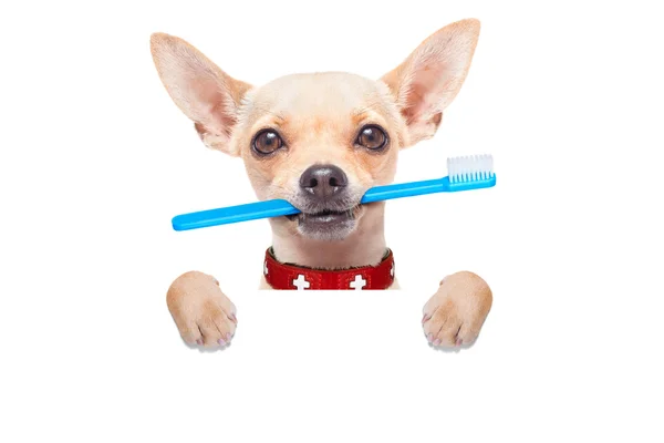 Cepillo de dientes perro — Foto de Stock