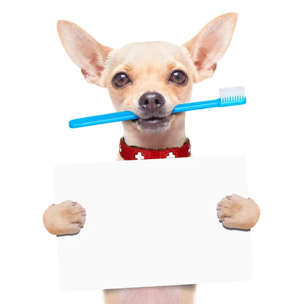 Собака зубна щітка — стокове фото