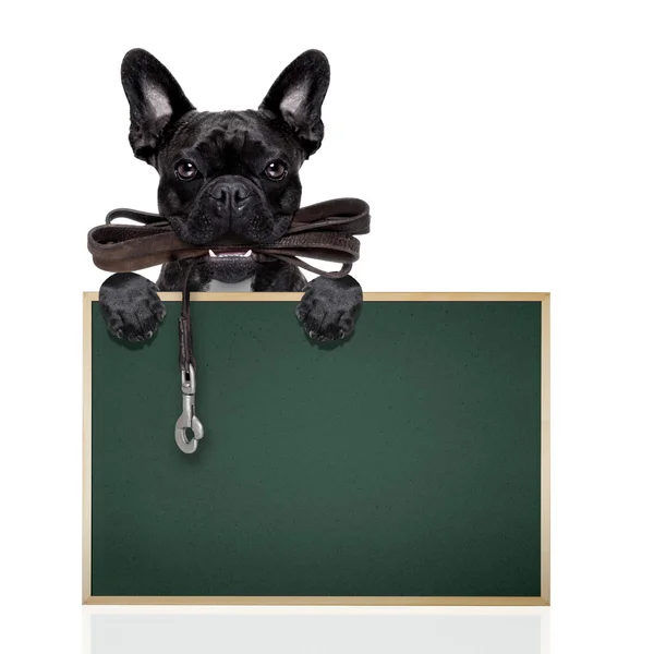 Dog leather leash — Stock Photo, Image