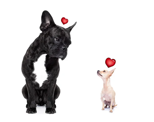 Twee verliefde honden — Stockfoto