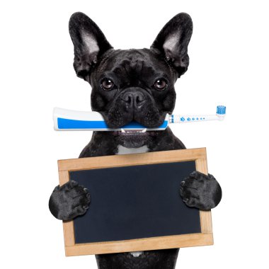 elektrikli diş fırçası köpek