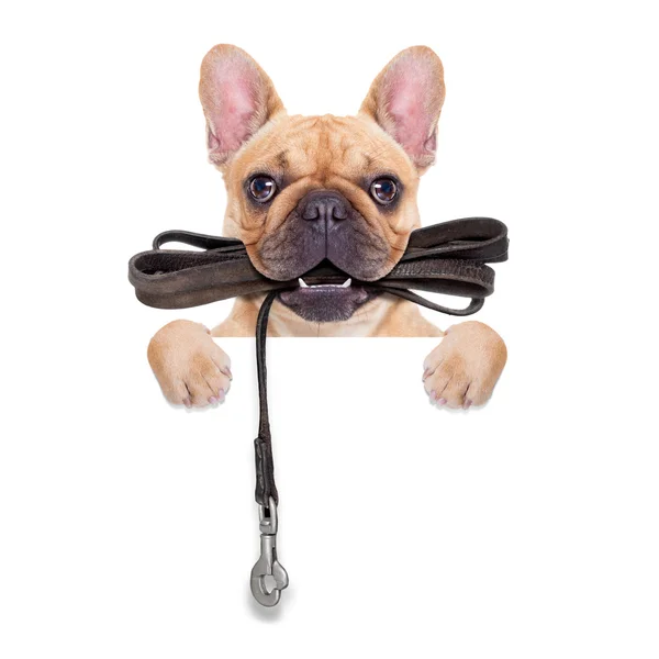 Leash dog ready for a walk — Stock Photo, Image