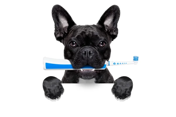 电动牙刷的狗 — 图库照片