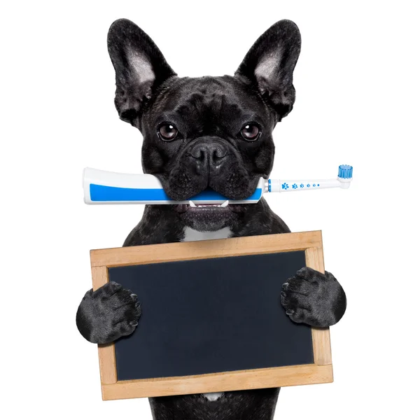 Elektrische Zahnbürste Hund — Stockfoto
