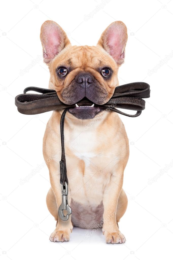 leash dog ready for a walk