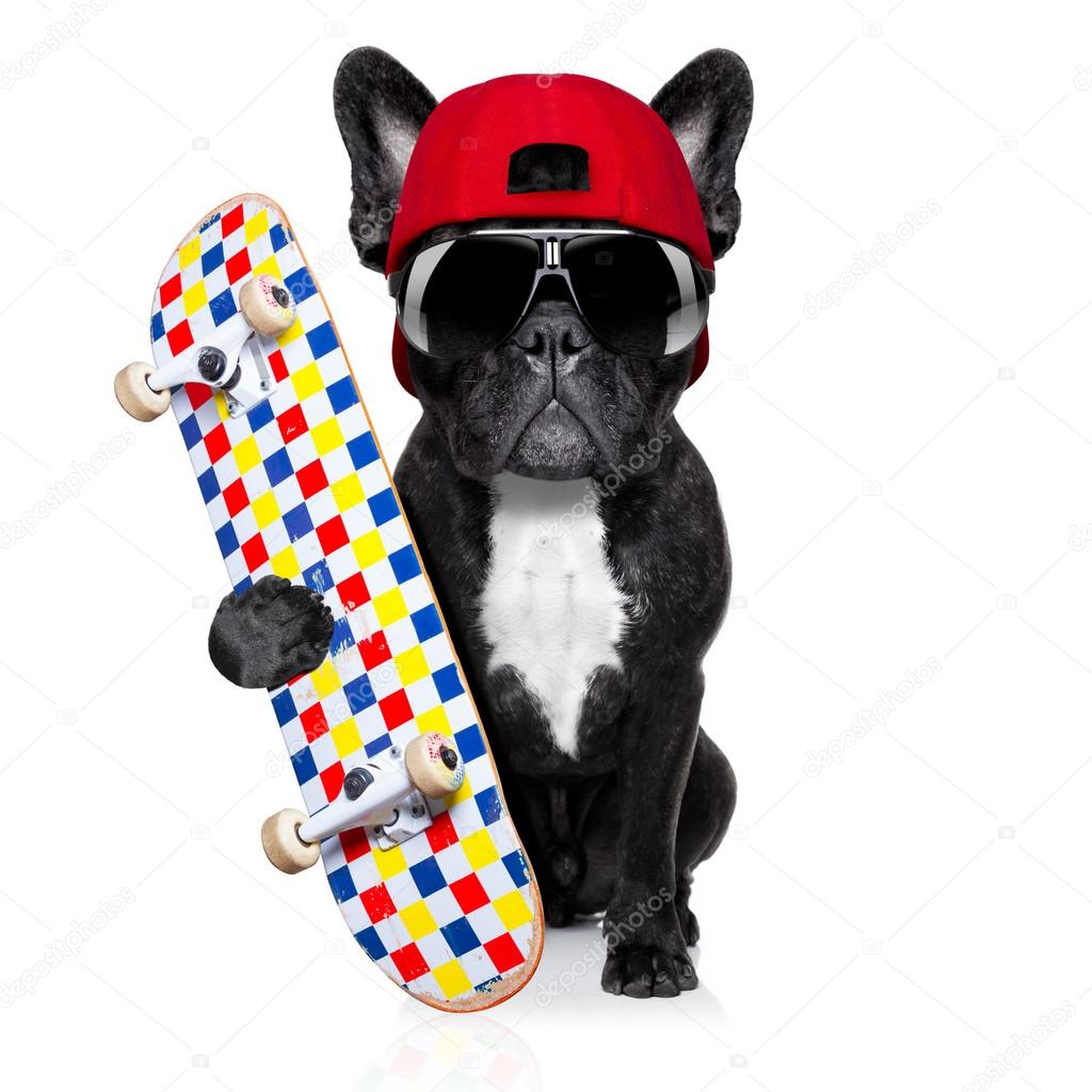 skateboard skater dog