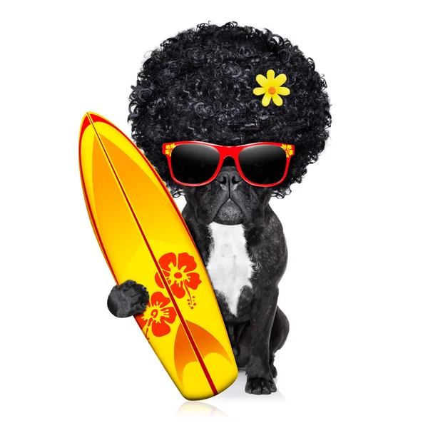 Surfer dog — Stock Photo, Image