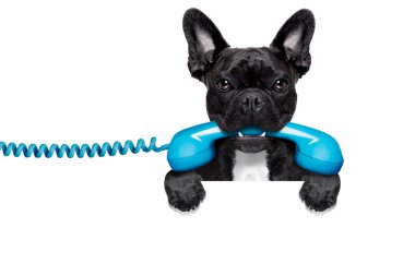 köpek telefon telefon