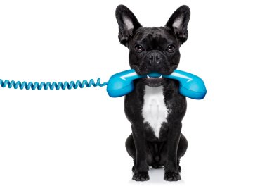 köpek telefon telefon