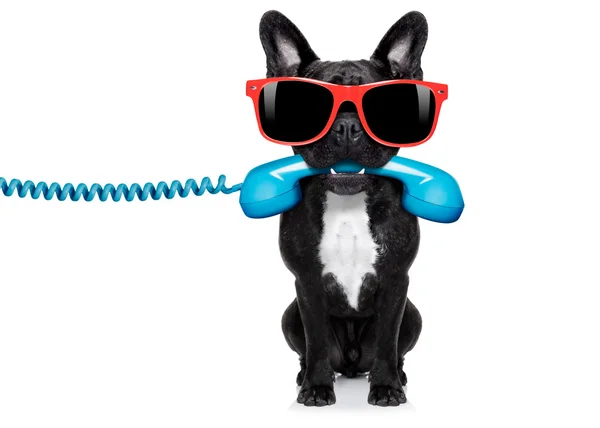 Hond phone telefoon — Stockfoto