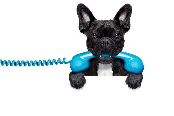 Dog phone telephone — Stock Photo, Image