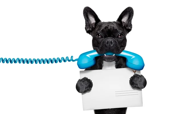 Köpek telefon telefon — Stok fotoğraf