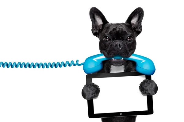 Dog phone telephone — Stock Photo, Image