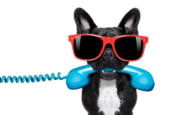 Dog phone telephone — Stock Photo, Image