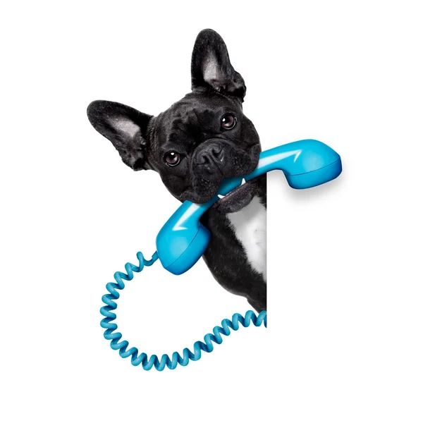 Dog phone telephone — Stock Photo, Image