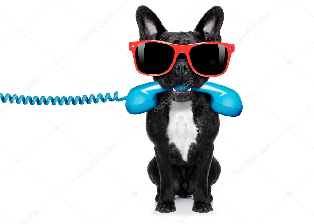 dog phone telephone