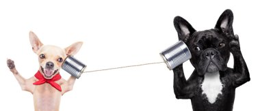 Köpekler telefonda birkaç 