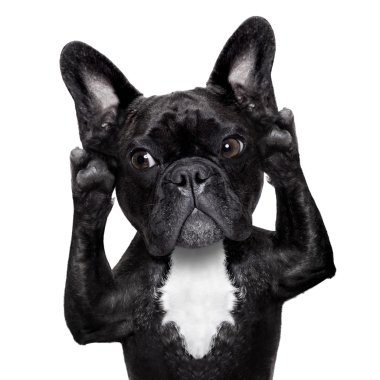 köpek dinleme 