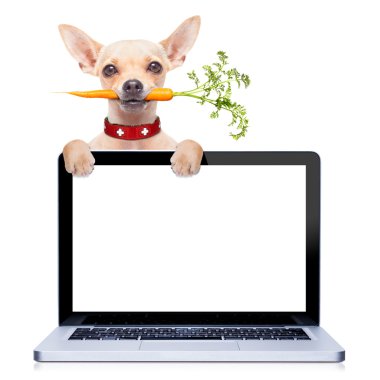 sağlıklı aç köpek