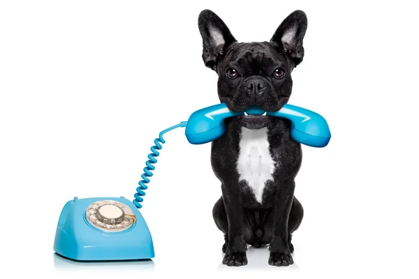 Σκύλος τηλέφωνο τηλέφωνο — Φωτογραφία Αρχείου
