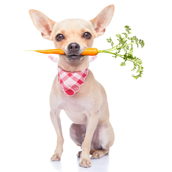 Sano cane affamato — Foto Stock