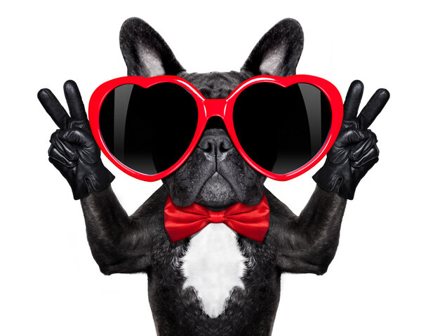 Glücklicher cooler Hund — Stockfoto