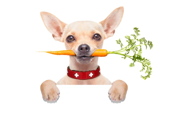 Healthy hungry dog — Stock Photo, Image