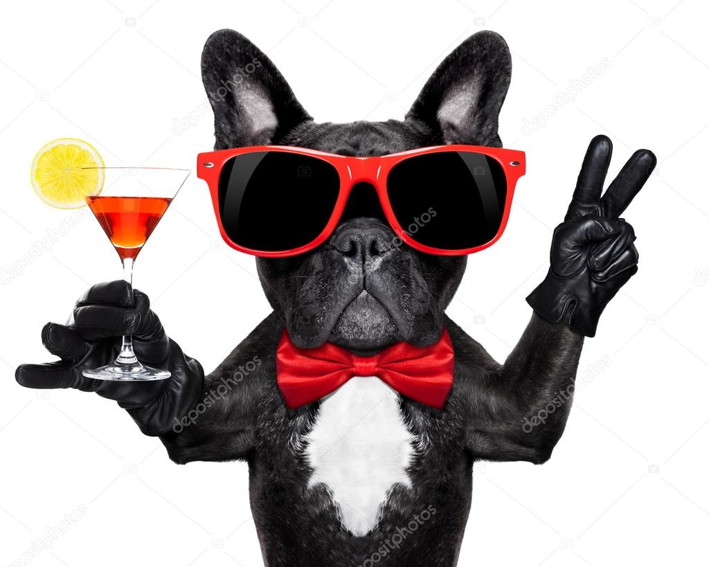 French bulldog dog holding martini cocktail glass ready to have fun and party, isolated on white background