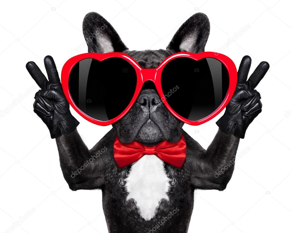 Glücklicher cooler Hund Stockfotografie lizenzfreie Fotos