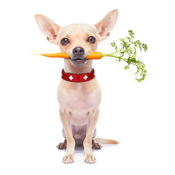 Healthy hungry dog — Stock Photo, Image