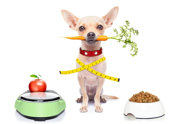 健康な空腹犬 — ストック写真