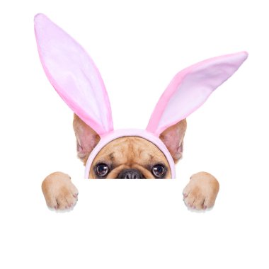 bunny Paskalya kulakları köpek 