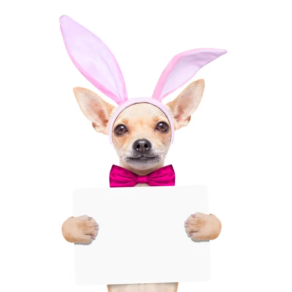 Bunny påsk öronen hund — Stockfoto