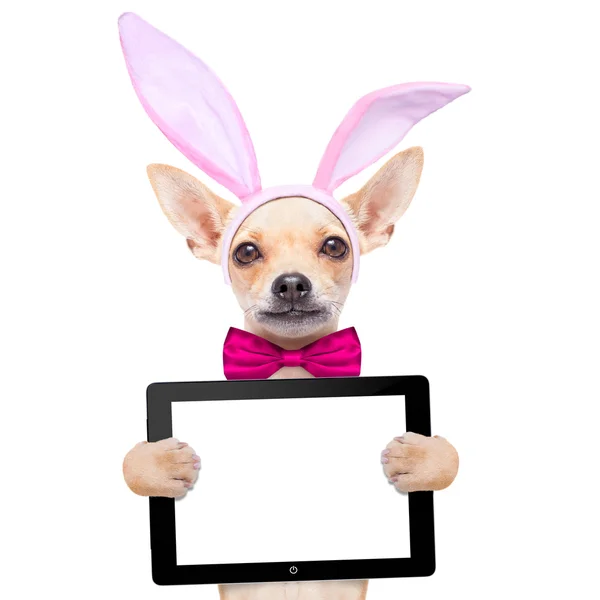 Bunny Pasen oren hond — Stockfoto